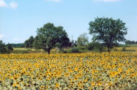 girasoli tra Acquapendente
e San Lorenzo Nuovo
(18736 bytes)